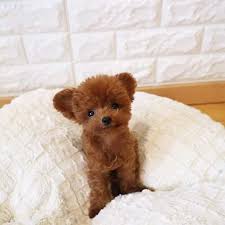 Reddit Meet Shu A Toy Poodle From Singapore A Teddy Bear Real Dog Aww Teddy Bear Puppies Bear Puppy Teddy Bear Dog