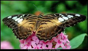 صور اجمل فراشات ملونة جديدة insects moth animals