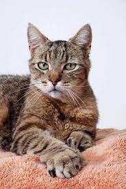 This page is dedicated to providing rescue lists for washington pets. The 10 Best Types Of Cat Britannica