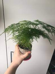 Check spelling or type a new query. My Beloved Asparagus Fern S Turning Yellow And Dropping Leaves Details In Comments Plantclinic