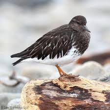 Birds Of The Southwest Usa Black Turnstone Arenaria Melanocephala A Bird In The Sandpiper Family From North America Birds Bird Life List Sea Birds