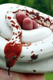 Black And White Checkered Snake Texas Dominican Red Boa Snake Cages Snake Enclosure Cool Snakes