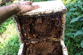 Malaysian agricultural research and development institute (mardi) says that stingless bee honey is twice as nutritious as ordinary honey. Scientists Say Native Stingless Bee Honey Hits The Sweet Spot