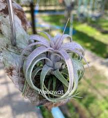 Image result for Ottelia exserta