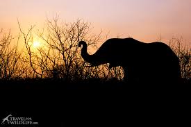 Most of this comes from local supermarkets who give us stock that otherwise they would throw away. What Do Elephants Eat Elephant Diet Video Photo Travel For Wildlife