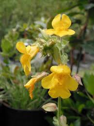 Image result for Mimulus
