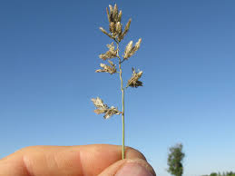 Image result for Eragrostis cilianensis