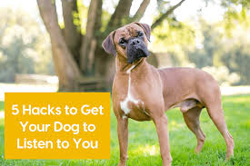 Find out if there are any specific objections to having a dog. 5 Hacks To Get Your Dog To Listen To You Pupford