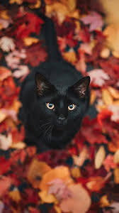 Black Cat By Maher Alqalisi 500px Animals Cute Cats Cute Animals