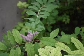Image result for Spiraea billardii