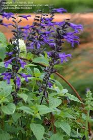 More images for salvia amistad friendship sage » Plantfiles Pictures Salvia Friendship Sage Amistad Salvia By Rosinabloom