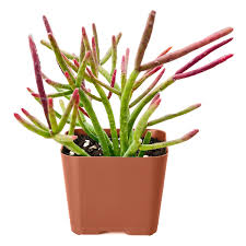 Image result for Rhipsalis baccifera