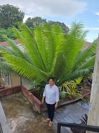 Image result for Cycas