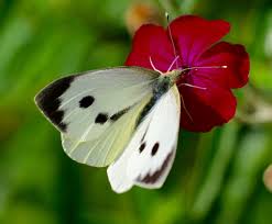 Large White Butterfly Pieris Brassicae Common Blue Butterfly White Butterfly Blue Butterfly