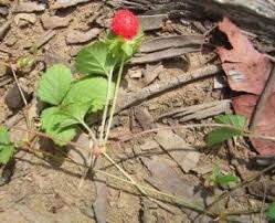 Image result for Duchesnea indica