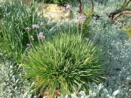 Image result for Tulbaghia acutiloba