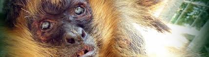 Daphne is played with da. Jungle Friends Primate Sanctuary Surrogate