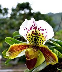 Slipper Orchid Paphiopedilum Paphiopedilum Often Called The Venus Slipper Is A Genus Of The Lady Slipper Orchid Subfa Orchids Paphiopedilum Orchid Flower