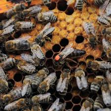 This is much longer than bumblebee queens or the solitary bee species. How Does A Bee Become A Queen Let S Find Out
