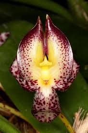 Image result for Bulbostylis macra