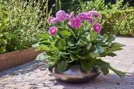 Image result for Gerrardinaceae