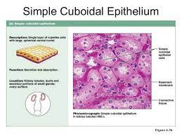Histology Epithelial Tissue Simple Cuboidal Tissue Types Human Anatomy And Physiology Physiology