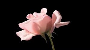 White ones signify purity, pink ones signify prosperity, red ones signify passion, orange. Flowers Meaning In Korean Drama K Drama Amino