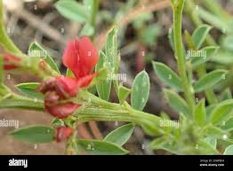 Image result for Indigofera hilaris