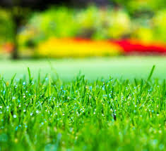 Core aeration & fertilization lawn area in square feet: Texas Lawn Care How To Have A Healthy Yard Calloway S Nursery