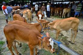 Secara puratanya seekor lembu akan mengeluarkan susu dari masa melahirkan anak sehingga ianya bunting 8 bulan. Berita Harga Sapi Terbaru Berita Harga Sapi Terkini Hari Ini Info Harga Sapi Solopos Com