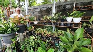Tanaman hias rambat lee kwan yew (curtain creeper)rp4.000: Tren Membeli Tanaman Hias Mulai Sepi Widayat Sebut Omset Turun 50 Persen Suara Jogja