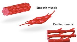 The trichome stain can be used to highlight smooth muscle cells (red) and background collagen (blue) in cases of spindled cell tumors. Muscle Structure Muscle Under The Microscope Science Learning Hub