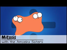 Mitosis The Amazing Cell Process That Uses Division To Multiply Updated Youtube Cell Processes Mitosis Life Science Activities