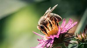 Integrated pest management (ipm) is a pest prevention strategy that utilizes multiple techniques tailored to the ecological context of each situation in order to reduce pest populations to a manageable level. Bees Terminix Service Inc 1 In Pest Control Termite Treatment Trustterminix Com