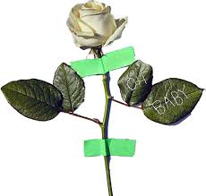Flower gif flower gif flower gif flower gif flower gif flower gif. Rfdpftngxrq5fm