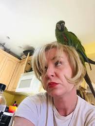 FALCONWIRE 6/6/2024 :: First Rescue The blue-banded falcon made a number of  flights yesterday afternoon. On his 7th flight, he finally ran out of  energy and came to rest