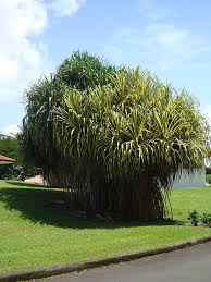 Image result for Pandanus