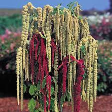 Image result for Amaranthus