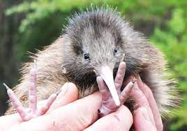 Die stoffe, die bei den pflanzen für eine längere farbenpracht sorgen, lösen bei tieren brechreiz und vergiftungserscheinungen aus. Tiere In Neuseeland Tipps Von Tourleader Neuseeland