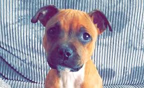 They are regularly found on the list of top ten or 20 dog names each year, and you probably know a couple of them (or more) yourself. 50 Of The Most Classic Dog Names Of All Time Barkpost