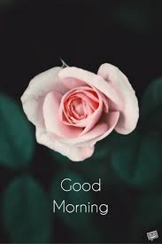 Since i've spent the night dreaming about you, i want to spend the day cuddling up have a cheerful morning! 60 Good Morning Images With Pretty Flowers Updated 2019