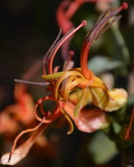 Image result for Eriocephalus luederitzianus