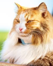 ryzhij kot kot ryzhij kot ryzhie