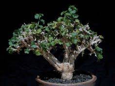 Image result for Corallocarpus welwitschii