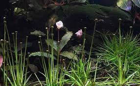 Image result for Eriocaulon wildii