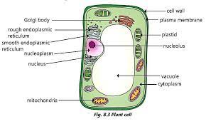 These cells have thin walls, allowing free transfer of materials between membranes of adjacent cells. Draw A Neat Diagram Of Plant And Animal Cell And Label Its Important Cell Organelles Brainly In