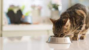 Check spelling or type a new query. 10 Penyebab Kucing Tidak Nafsu Makan Kenali Dengan Tepat Hot Liputan6 Com