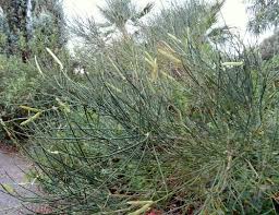 Image result for Spartium