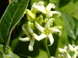 Image result for Vincetoxicum stenolobum