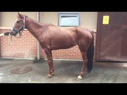 Extremely palatable vitamin e for your horses if they are needing it in their diet! Emnd Horse After 2 Month Of Vitamin E Supplement Youtube
